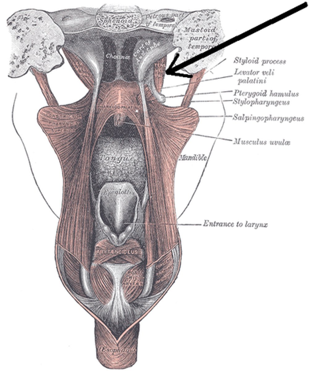 <p>The palatopharyngeus muscle blends into the tendinous portion of the tensor veli palatini, contributing to the function of the soft palate.</p>