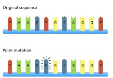 <p>Just affects one nucleotide/base e.g. base substitutions:</p><ul><li><p>A nucleotide in a DNA molecule is replaced with another nucleotide with a different base</p></li></ul><p>3 outcomes:</p><ol><li><p>The new triplet codes for a different amino acid</p></li></ol><ul><li><p>The polypeptide produced will differ by one amino acid</p></li><li><p>The effect will depend on the precise role/importance of that one amino acid</p></li><li><p>May result in a different shape and not function properly</p></li></ul><ol start="2"><li><p>The new triplet may still code for the same amino acid (due to degenerate code)</p></li><li><p>The new triplet happens to code for a stop codon- so stopping the production of the polypeptide chain</p></li></ol><p></p>