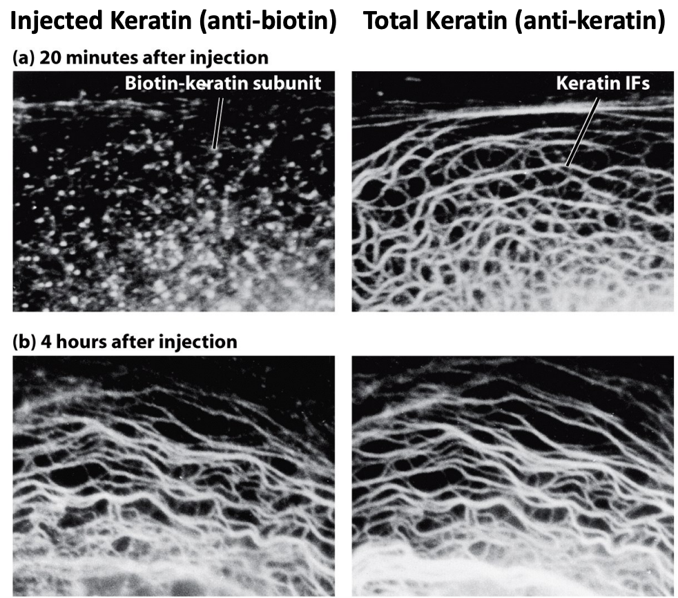 \
* Keratins incorporate throughout the filaments
* Instead of growing at the ends, they randomly incorporate slowly
* Over time, the keratin will incorporate into existing skeleton
* Right after injection they don't incorporate yet