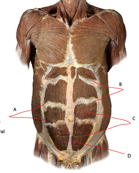 <p>What is D?</p>
