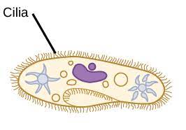 <p>-locomotor appendage</p><p>-shorter than flagella</p><p>- found only in certain protozoa and animal cells</p><p>-function: motility, feeding, filtering</p>
