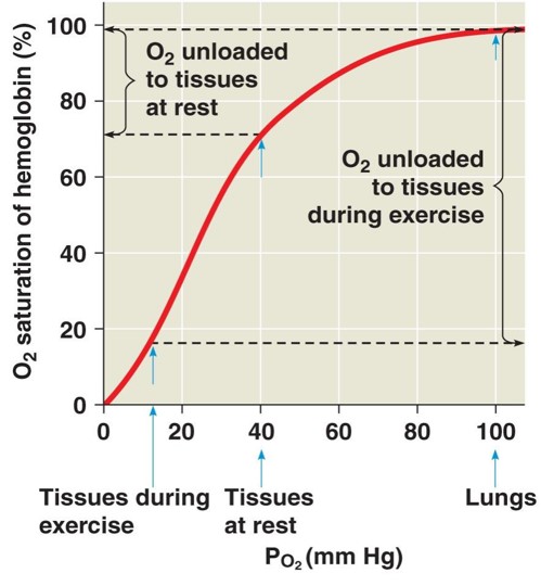 <p>graph that shows the <strong>relationship between</strong> the saturation of haemoglobin with oxygen and partial pressure of oxygen</p><p><strong>saturation</strong> - volume of oxygen in haemoglobin</p>