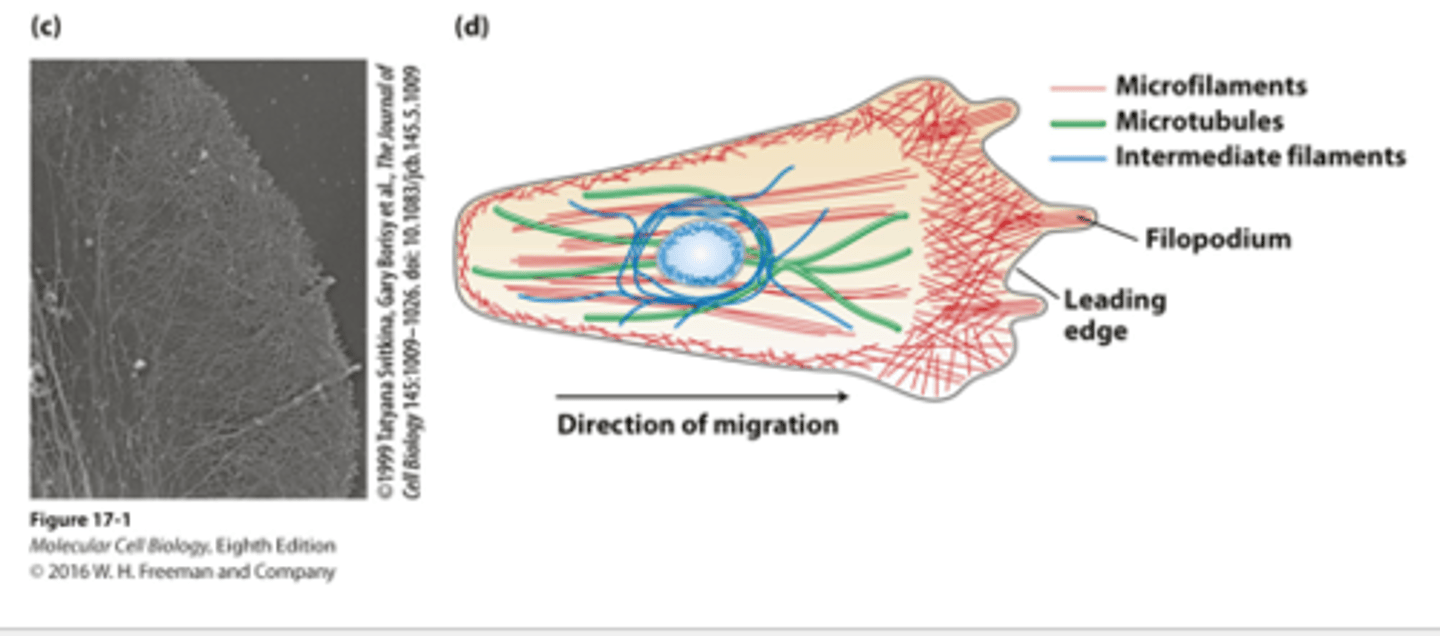 <p>A white blood cell macrophage uses a complex array of actin microfilaments at the leading edge for the processes of chemotaxis and phagocytosis to pursue, capture, and destroy ______________ agents</p>
