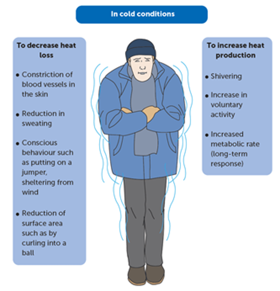 <p>Extreme cold can also cause death.</p><p>If a person's core temperature falls below 33°C, the metabolic rate is so low that heat production is unable to replace the heat lost and body temperature continues to fall. This condition is called hypothermia.</p>