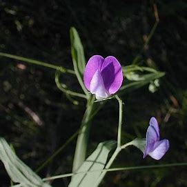 <p>annual; grows on soils too wet for clovers, tolerant of acidic soil; seed pods are toxic</p>