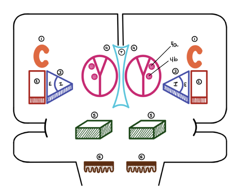 <p>Which basal ganglia structure is labeled 1?</p>