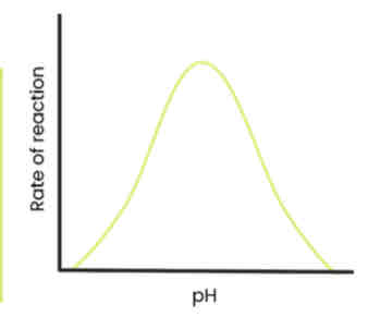 <p>Describe and explain the effect of pH on the rate of enzyme-controlled reactions</p>