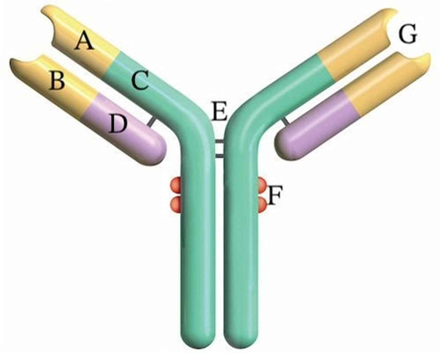 <p>Where does complement bind?</p><p>A) E</p><p>B) B</p><p>C) C</p><p>D) A</p><p>E) G</p>