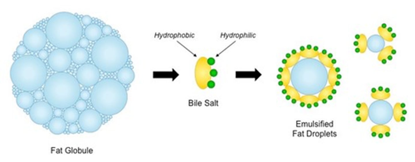 <p>Bile acids emulsify fats, which facilitates the breakdown and absorption of lipids in the small intestine.</p><p>By emulsifying fats into smaller droplets, bile acids increase the surface area for digestive enzymes to act upon</p>