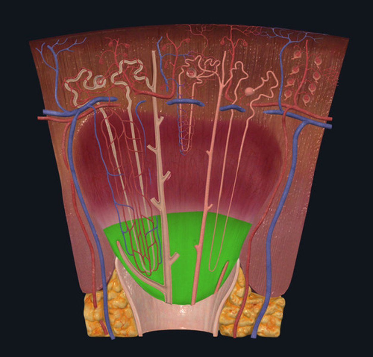 knowt flashcard image