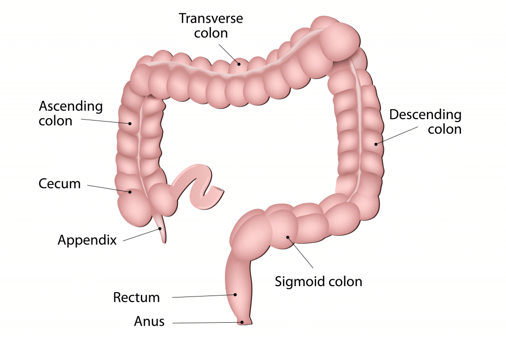 <ul><li><p>colon</p></li><li><p>rectum</p></li><li><p>anus</p></li></ul><p></p>