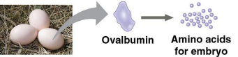 <p>Storage proteins</p>