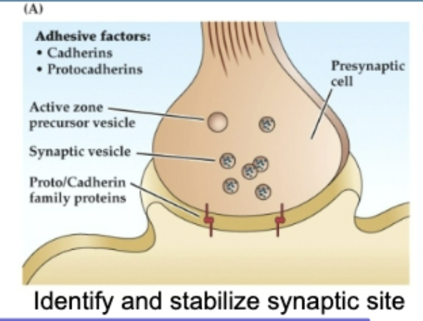 <p><span>Figure 23.10 Molecular mechanisms involved in synapse formation- Synapatogenesis</span></p><p><span>Figure A</span></p>
