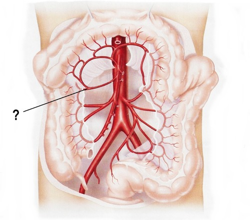 <p><span>branches off superior mesenteric</span></p>