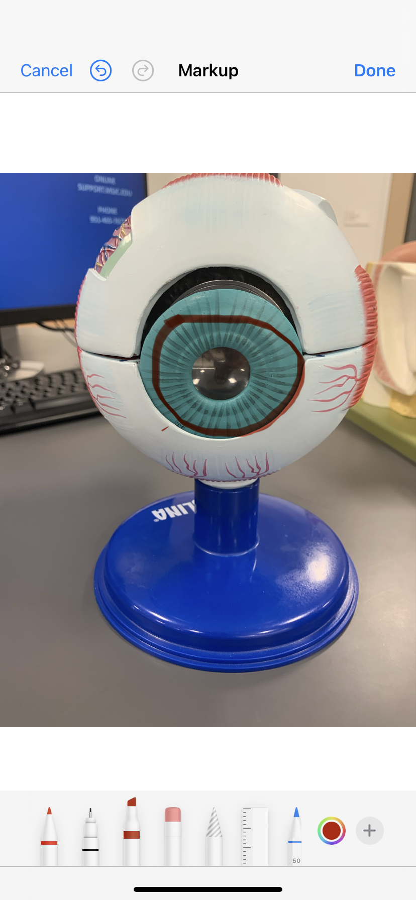 <p>Colored part of eyes </p>