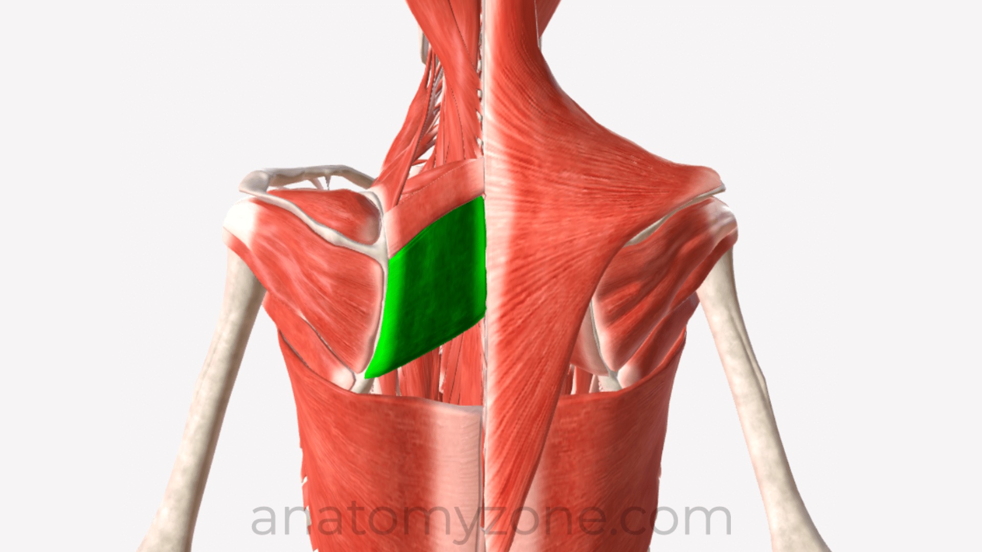 <p>Identify the muscle shown here. </p>