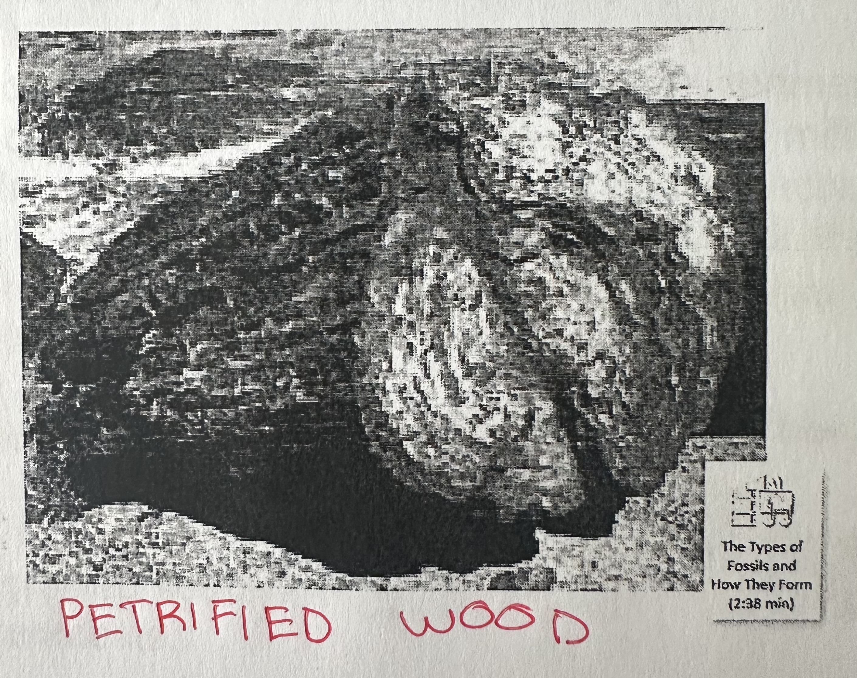 <p>fossils that are the hard parts of an organism being gradually replaced by minerals.</p>