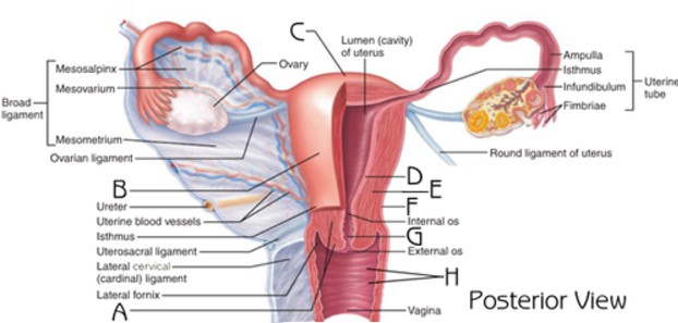 <p>What structure is indicated by A</p>