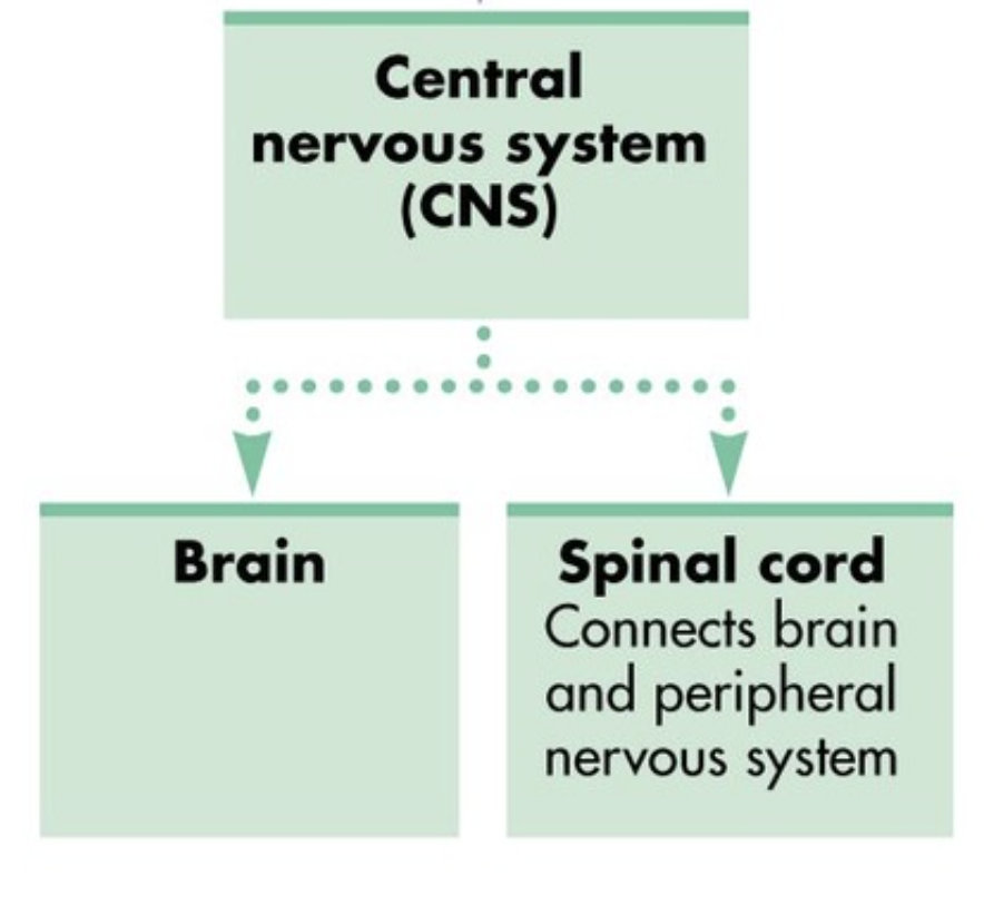 <p><span style="background-color: transparent;"><span>A network consisting of the brain and spinal cord that controls the body’s activities and functions</span></span></p>