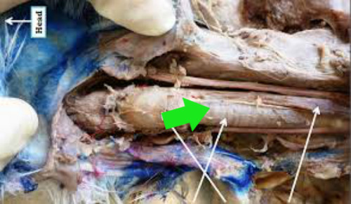 <p>Identify the structure at the green pointer</p>