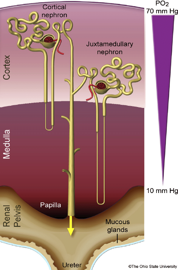<p>The cortical nephrons are characterized by:</p><p><strong><mark data-color="red" style="background-color: red; color: inherit">a) shorter loop of Henle and peritubular capillary network;</mark></strong></p><p>b) longer loop of Henle and peritubular capillary network;</p><p>c) longer loop of Henle and vasa recta;</p><p>d) shorter loop of Henle and vasa recta;</p><p>e) none of the above mentioned.</p><p></p>