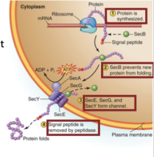 <ol><li><p>Signal peptide marks proteins that the cell needs to secrete</p></li><li><p>SecB binds and keeps the protein unfolded</p></li><li><p>SecA uses ATP to push the protein through the SecYEG membrane channel</p></li><li><p>Once outside the membrane, the signal peptide is cut off, and the protein folds</p></li></ol><p></p>