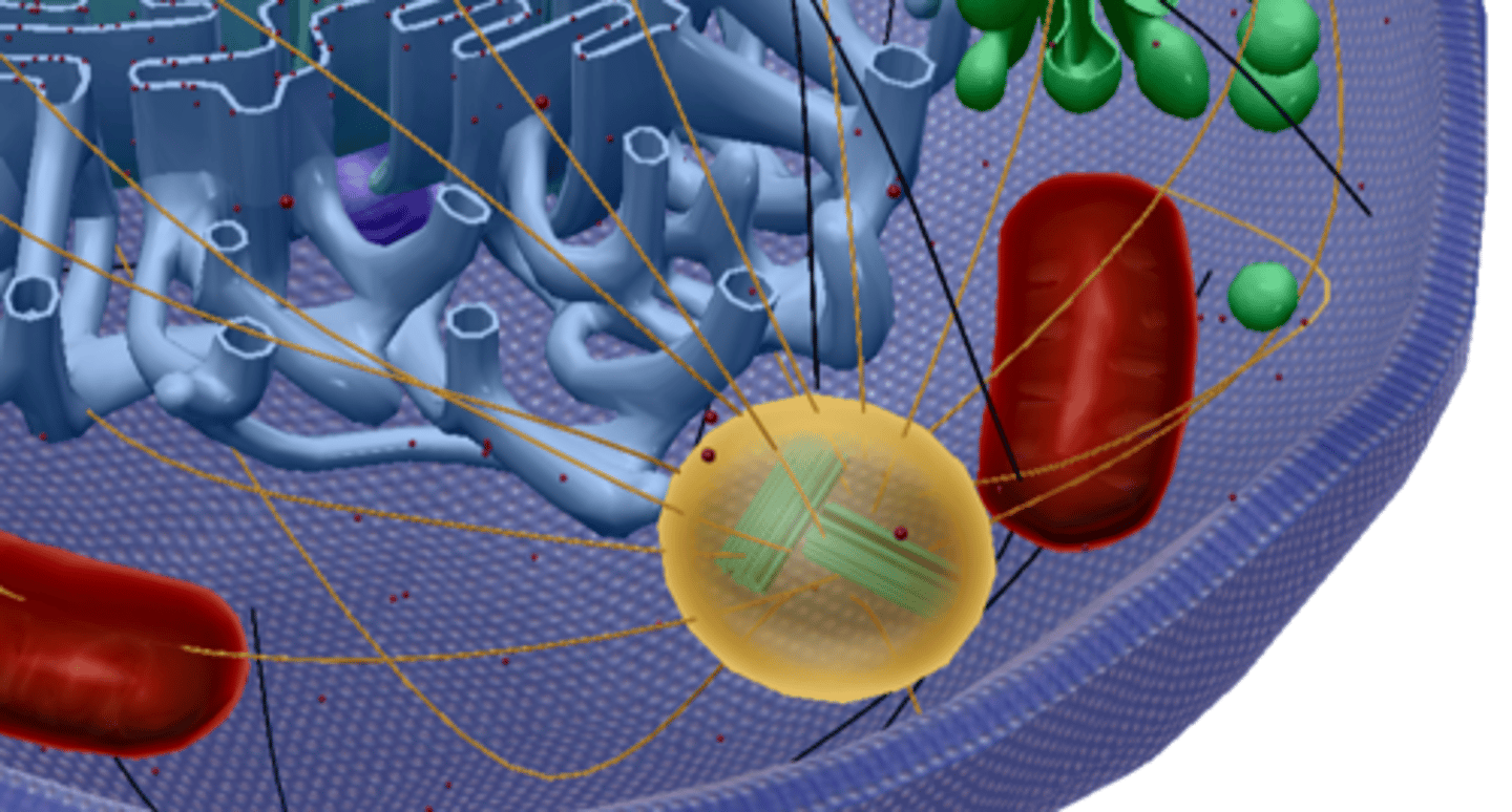<p>Cell division</p>