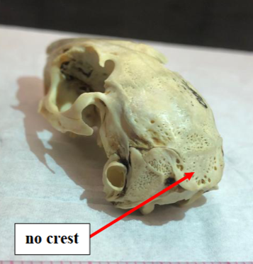 <p>What species?</p>