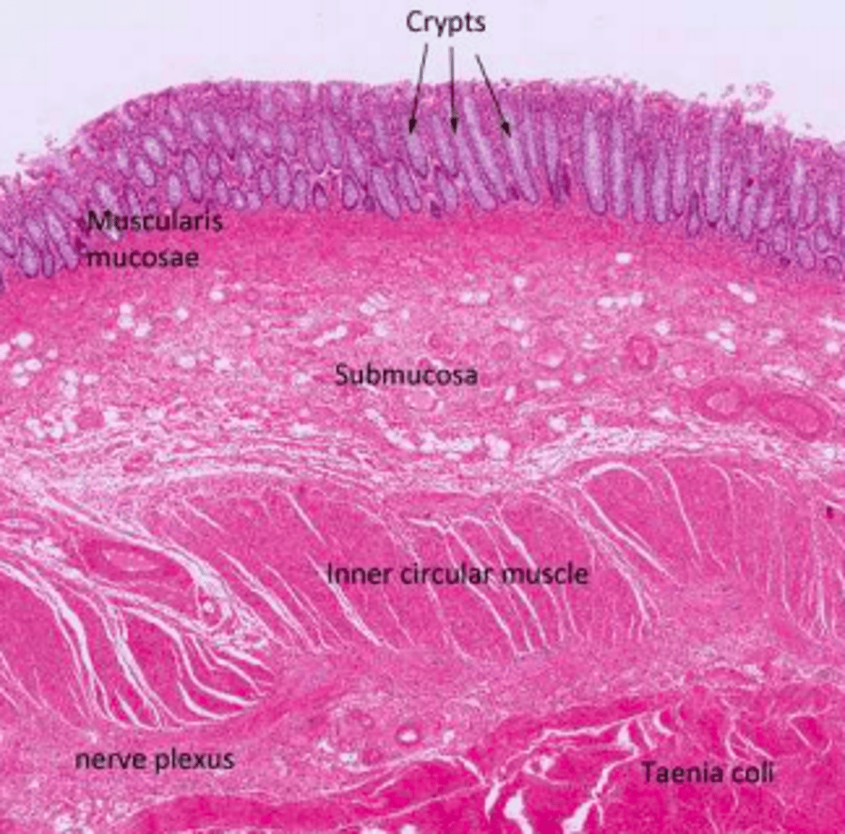 <p>Goblet cells</p>