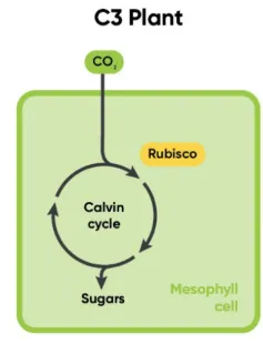 <p>most plants that use the pathway of photosynthesis where G3P is produced from the Calvin Cycle&nbsp;</p><p></p><p></p>
