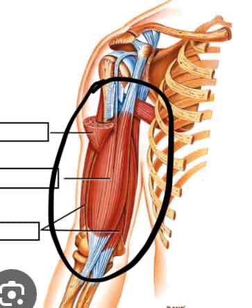 <p><strong><em>Note: Add “Upper”</em></strong></p><p><span>The proximal half of the arm</span></p>