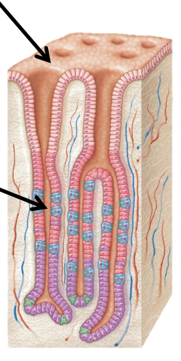 <p>Stomach lining</p>