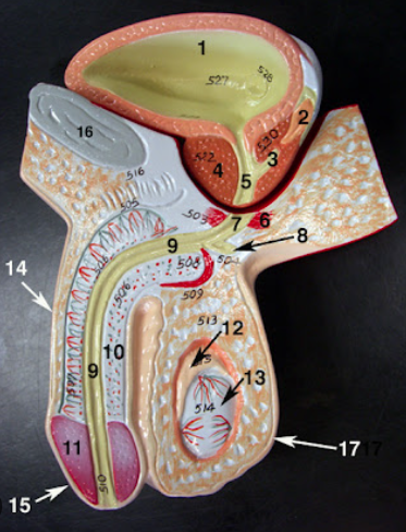 <p>gonads, responsible for production of testosterone </p><ul><li><p>#13</p></li></ul><p></p>