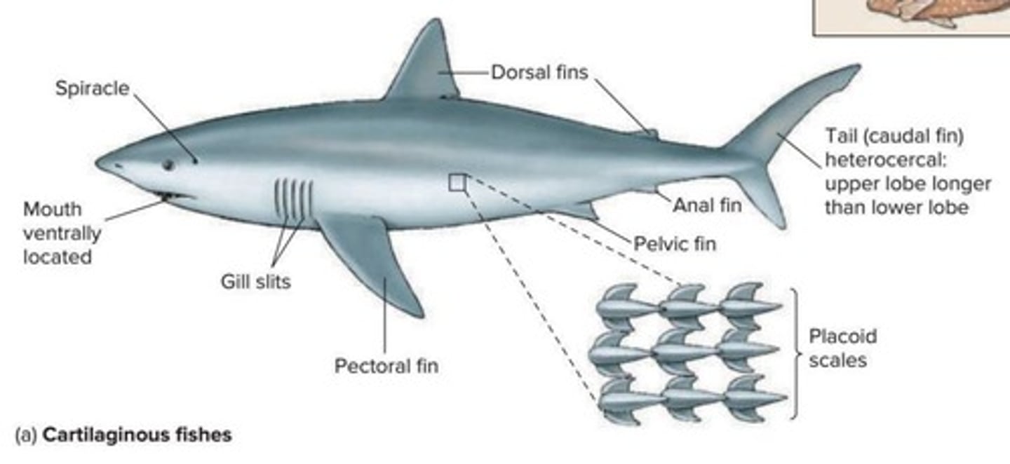 <p>Cartilaginous fish that include sharks, rays, and skates.</p>
