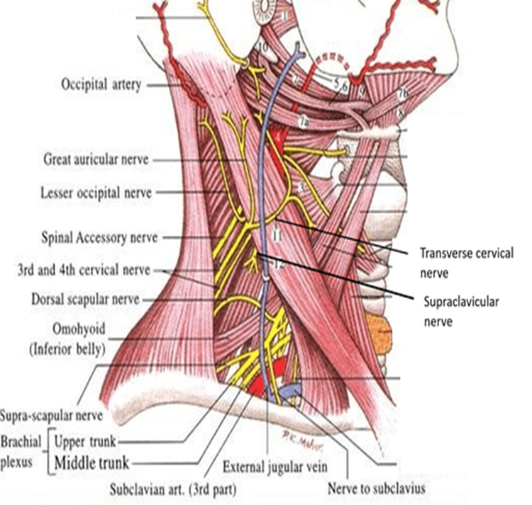 <ul><li><p>spinal accessory nerve (XI), cervical plexus + part of brachial plexus</p></li><li><p>supraclavicular nerve</p></li></ul><p></p>