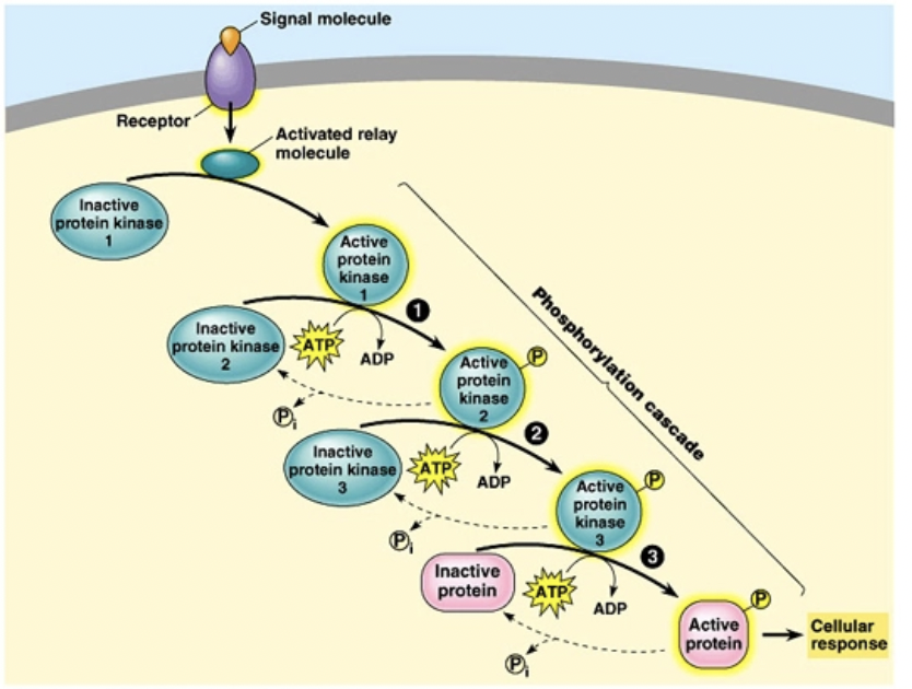 <ol><li><p><span style="background-color: transparent; font-family: "Proxima Nova", sans-serif;"><span>In this process, a series of protein </span><strong><span>kinases</span></strong></span><span><span>&nbsp;</span></span><span style="background-color: transparent; font-family: "Proxima Nova", sans-serif;"><span>add a phosphate to the next one in line, </span><strong><span>activating it</span></strong></span></p></li><li><p><span style="background-color: transparent; font-family: "Proxima Nova", sans-serif;"><span>Phosphatase enzymes then remove the phosphates</span></span></p></li></ol><p></p>