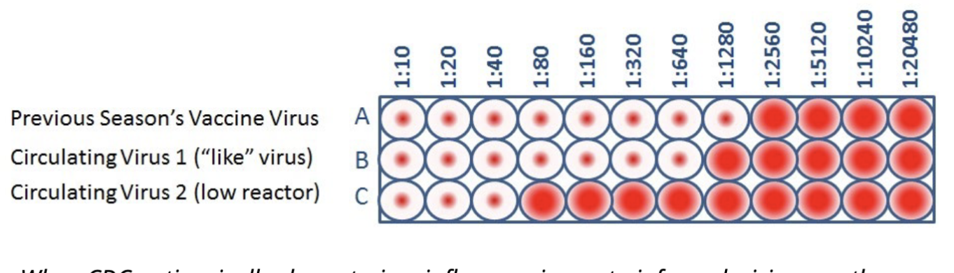 <p><span>When CDC antigenically characterizes influenza viruses to inform decisions on the formulation of the seasonal flu vaccine, the HI test is used to compare currently circulating viruses (B&amp;C) with vaccine viruses (A). This allows scientists to quickly determine if a virus used in the seasonal flu vaccine is antigenically similar to circulating influenza viruses and therefore capable of producing an immune response against them</span></p><p>test if the vaccine will match to circulating virus</p><p>use this assay to test</p><p>if full red circles not really working</p>