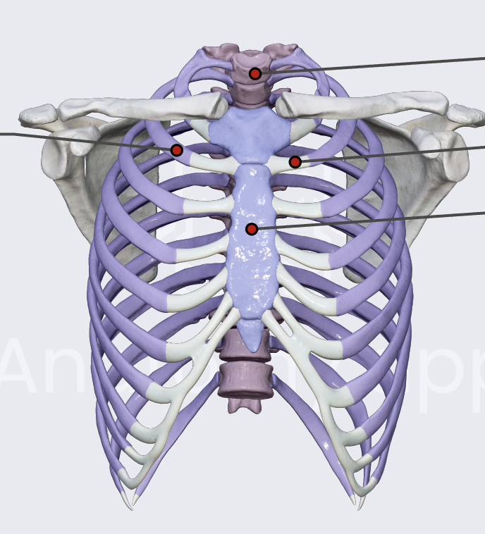 <p>sternum</p>