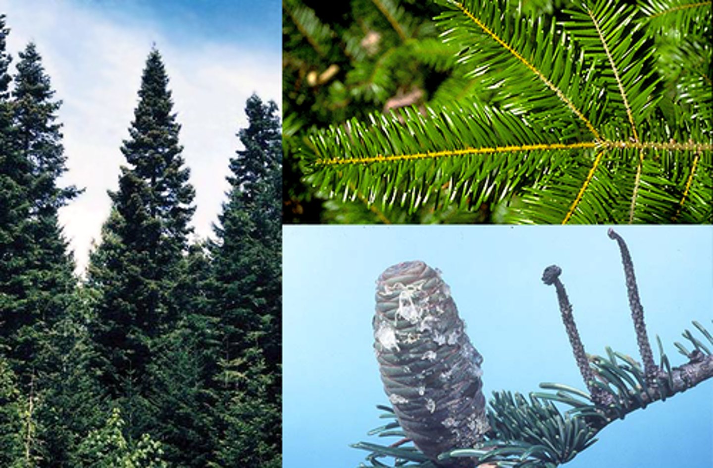 <p>- needles: long, face out from twig, looks opposite (but actually spiraled), strongly notched, shiny adaxial, white abaxial</p><p>- Twigs: very fregrant</p><p>- Cones: small, dark color, no bract</p>