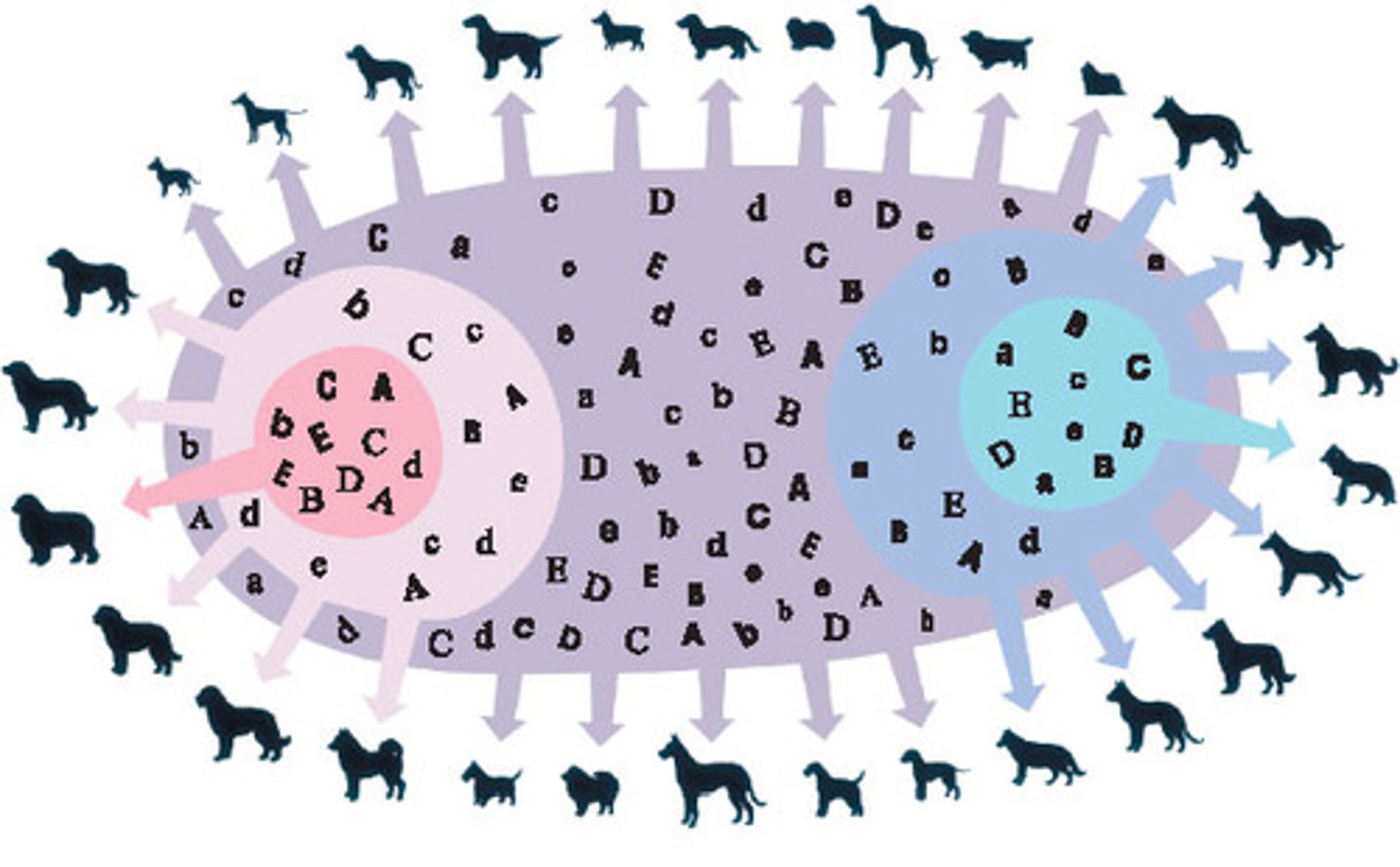 <p>Collection for all the traits in a population; contains all of the alleles</p>