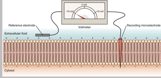 <p>How can we measure resting membrane potential?</p>