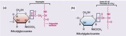 <ul><li><p>When an anomeric carbon is bonded to an oxygen or a nitrogen</p></li></ul><p></p>