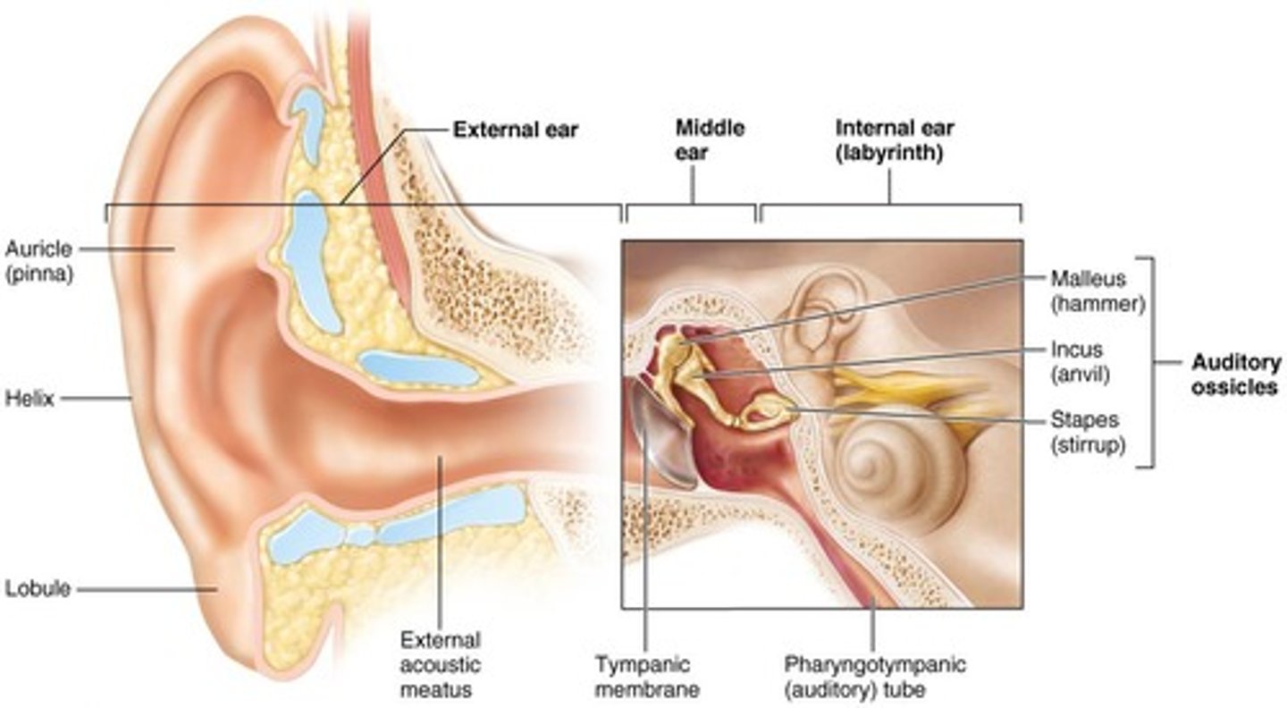 <p>Three small bones: malleus, incus, stapes.</p>