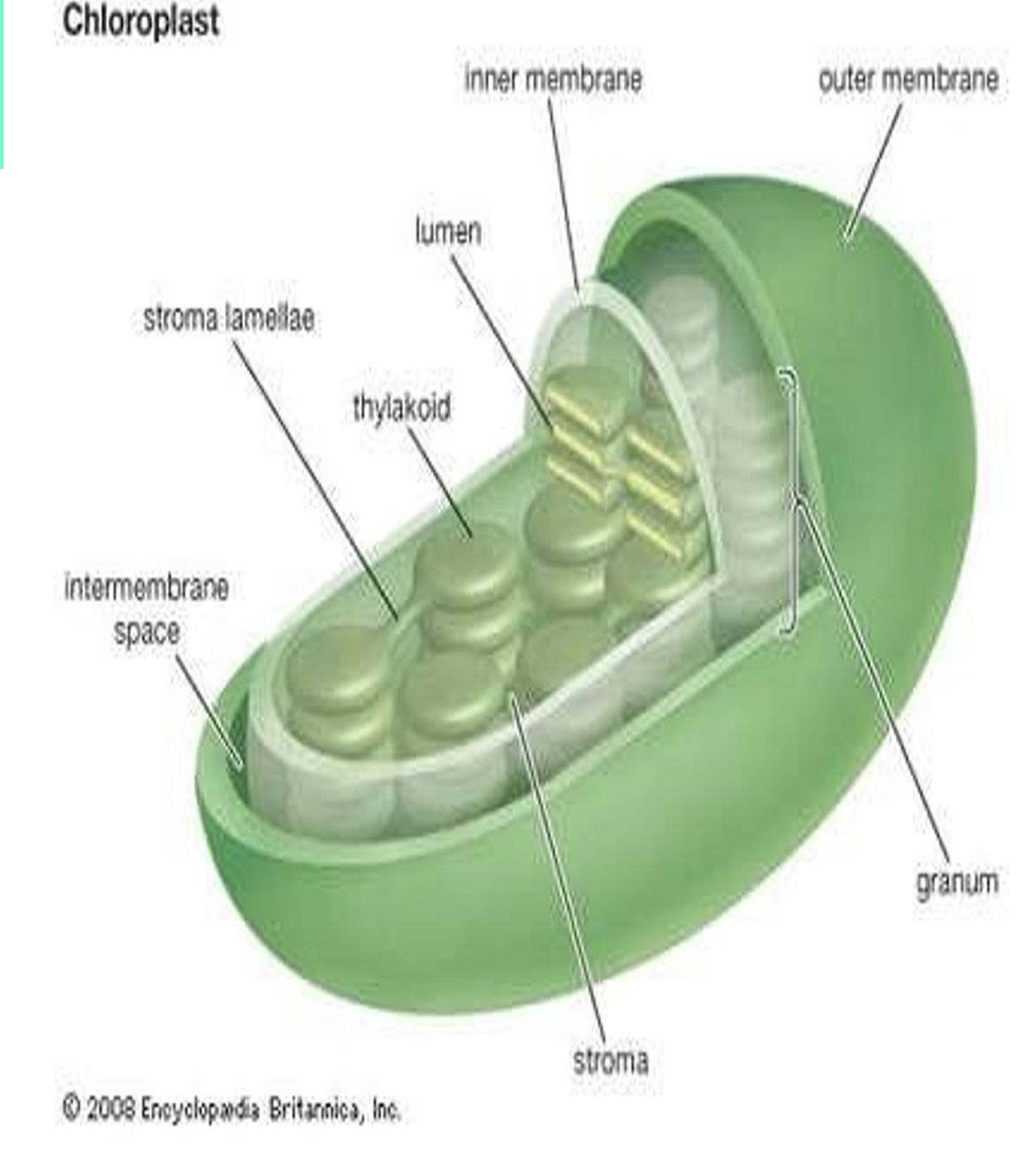 <p>what is chloroplast?</p>