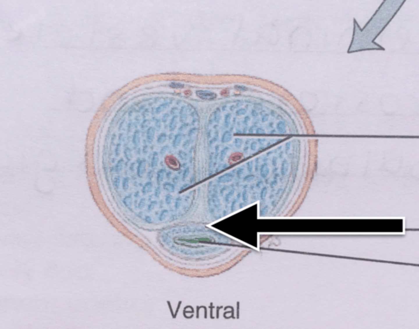 <p>-erectile tissue directly enclosing the urethra</p><p>-allowing the urethra to remain patent while the tissue is engorged with blood</p><p>-forms the bulb and glans of penis</p>