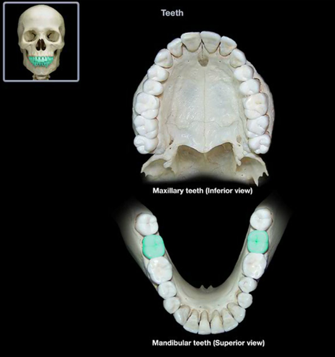 knowt flashcard image