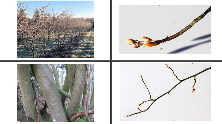 <p>Amerikaans krentenboompje</p>