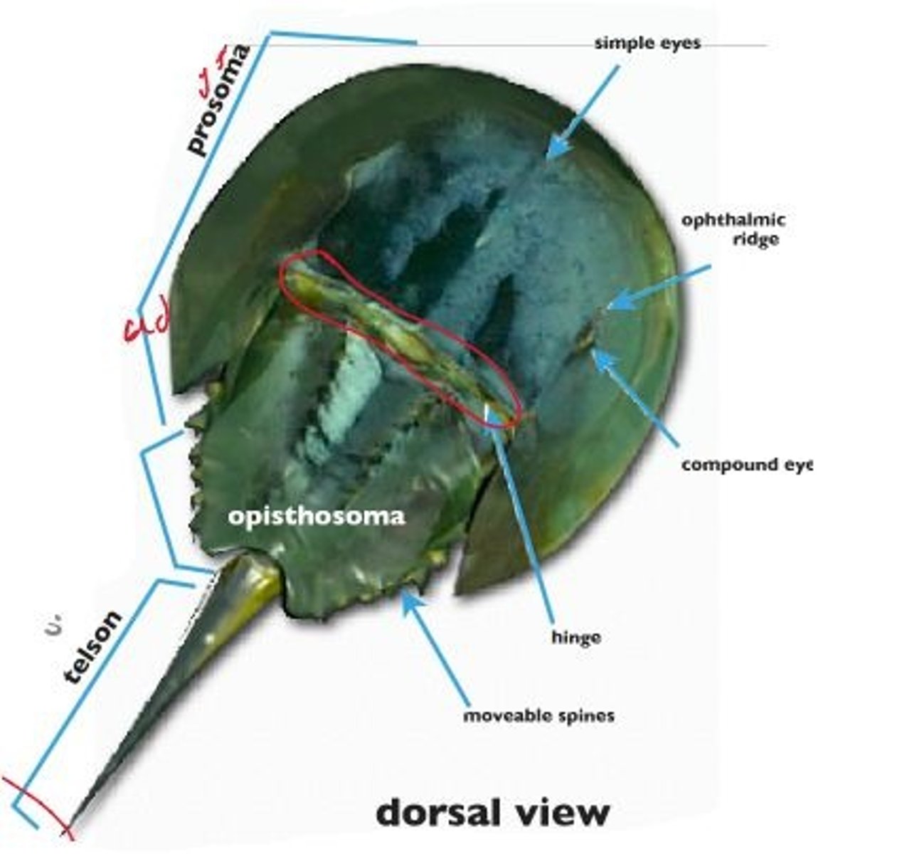 <p>protection of abdomen</p>