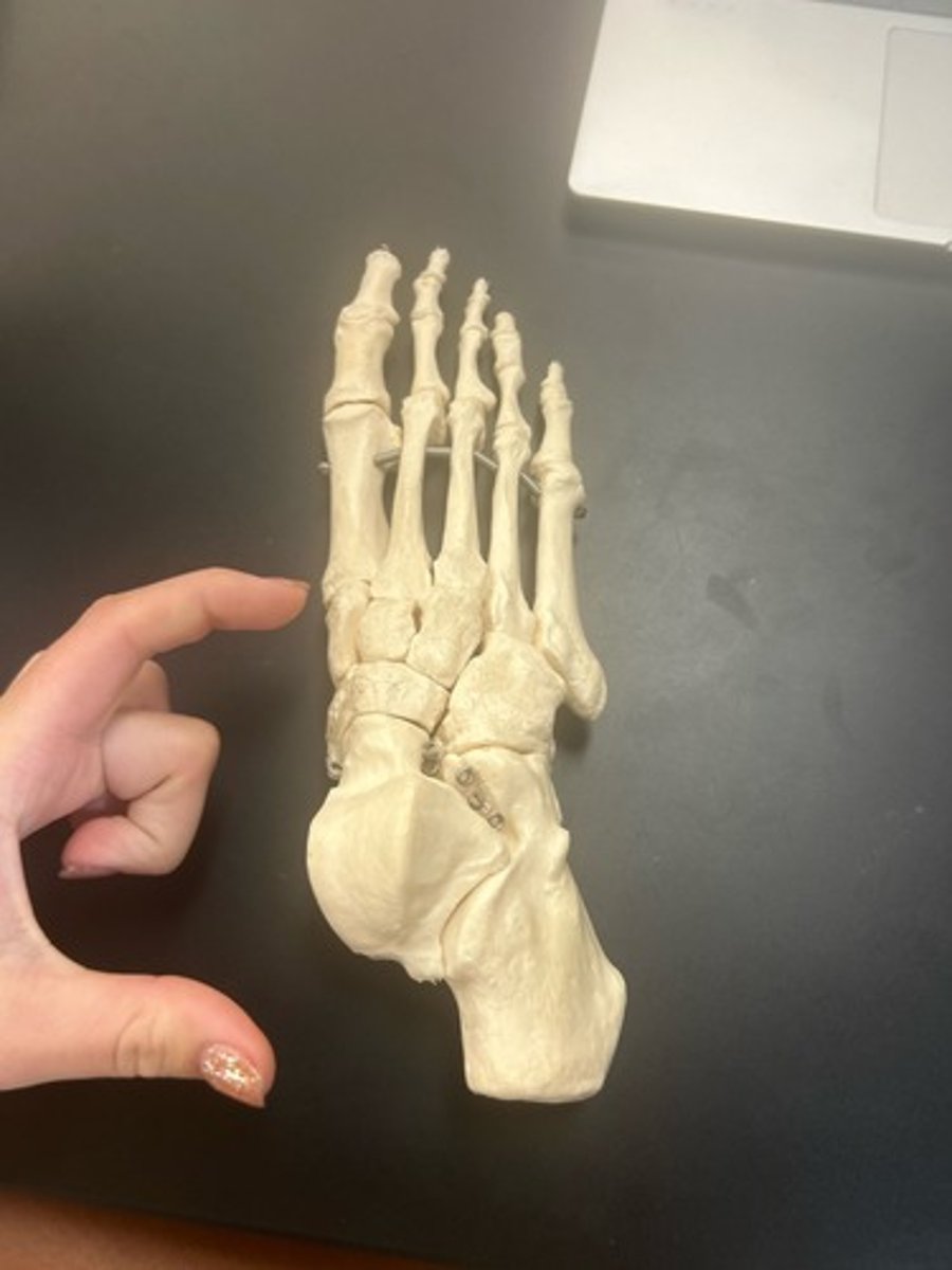 <p>name the bone</p>