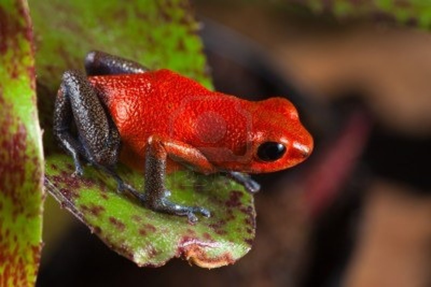 <p>Anthropogenic species that were trafficked for pet trade, with their habitats destroyed and caused outbreak of a fungal disease, since they were colourful, attracted people, and relied on the rainforest</p>